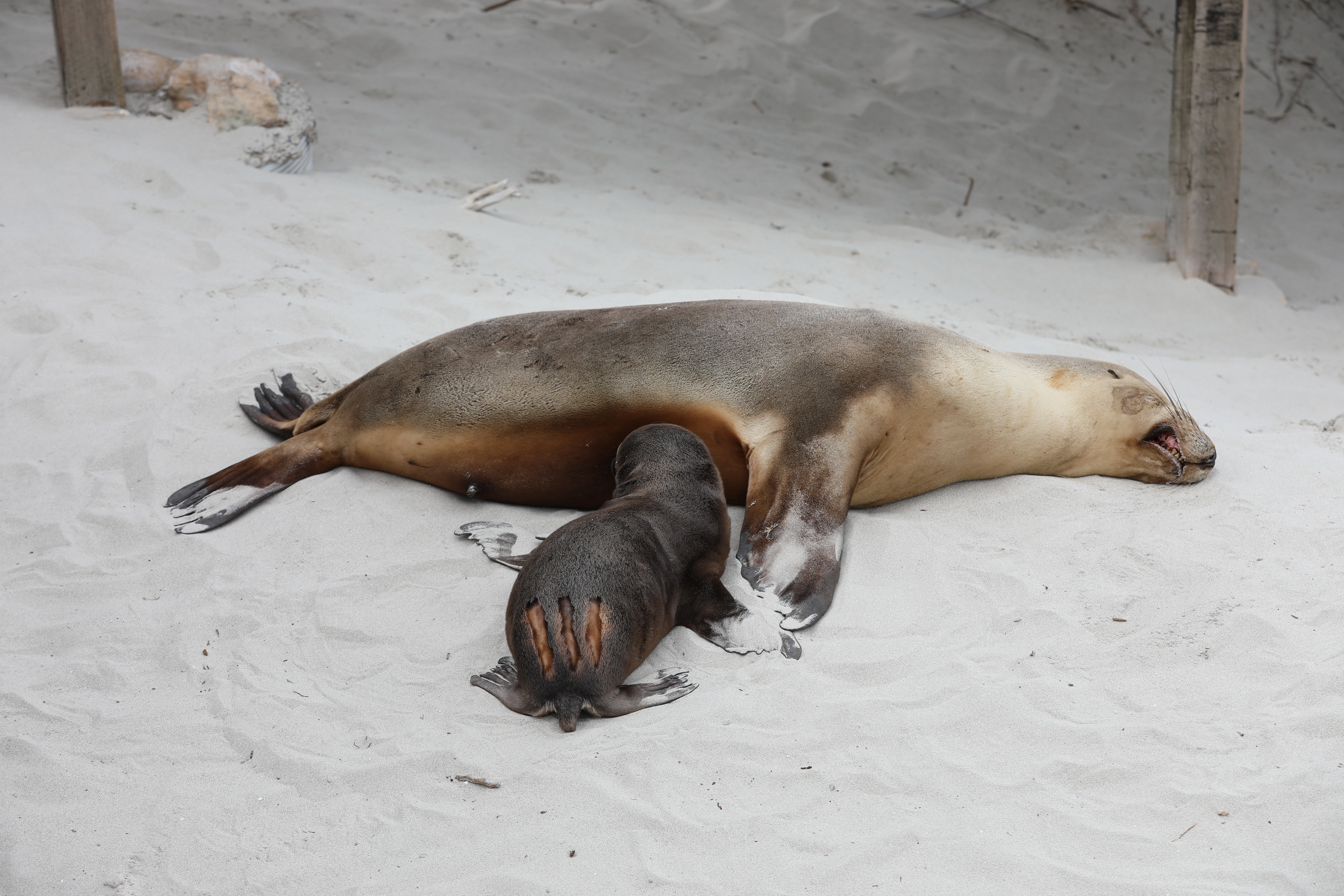 2019 09 29 12 26 51 Canon EOS 5D Mark IV 0016